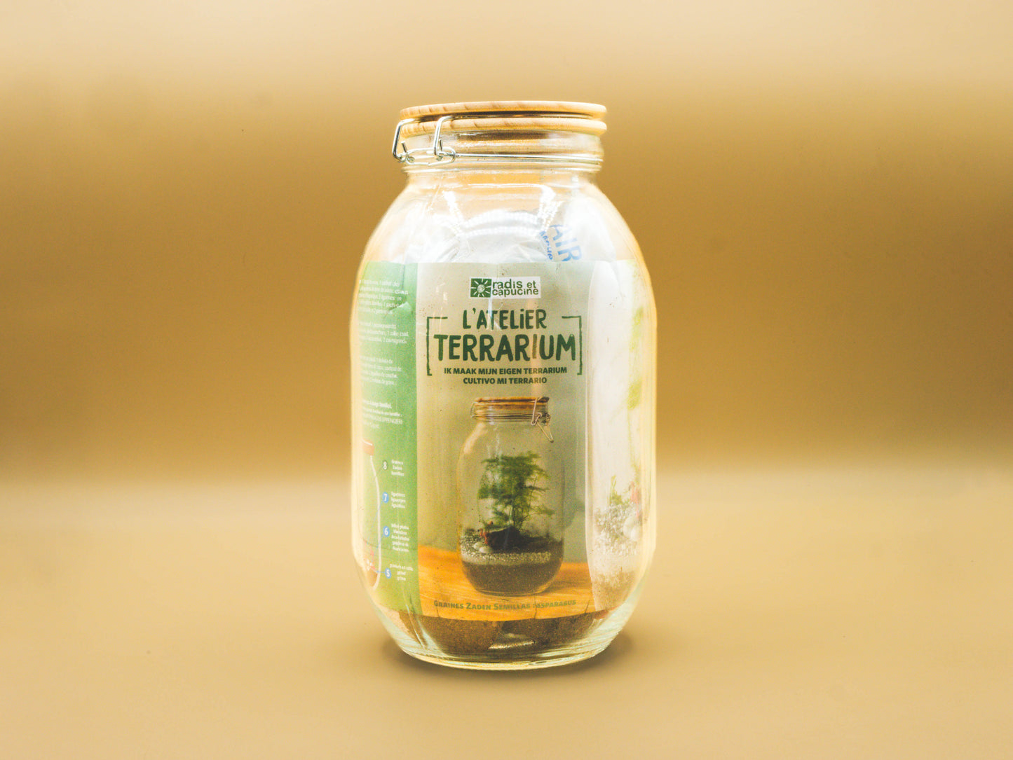 Terrarium to grow an Asparagus Plant